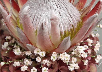 Schnittblumen