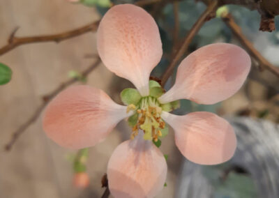 Schnittblumen