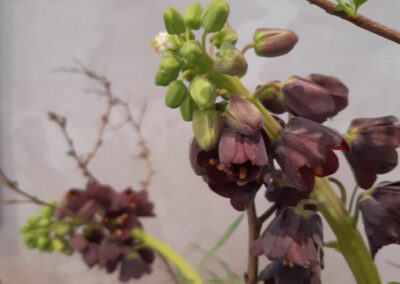 Schnittblumen