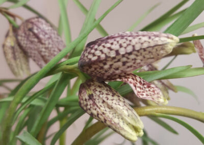 Schnittblumen
