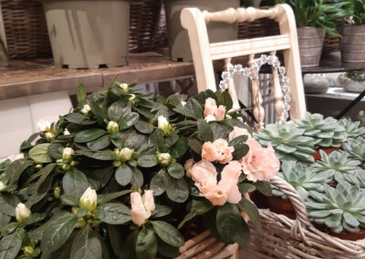 Schnittblumen